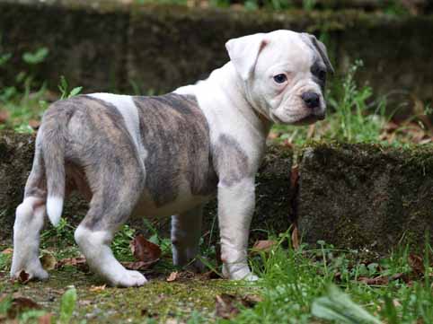 American bulldog pup